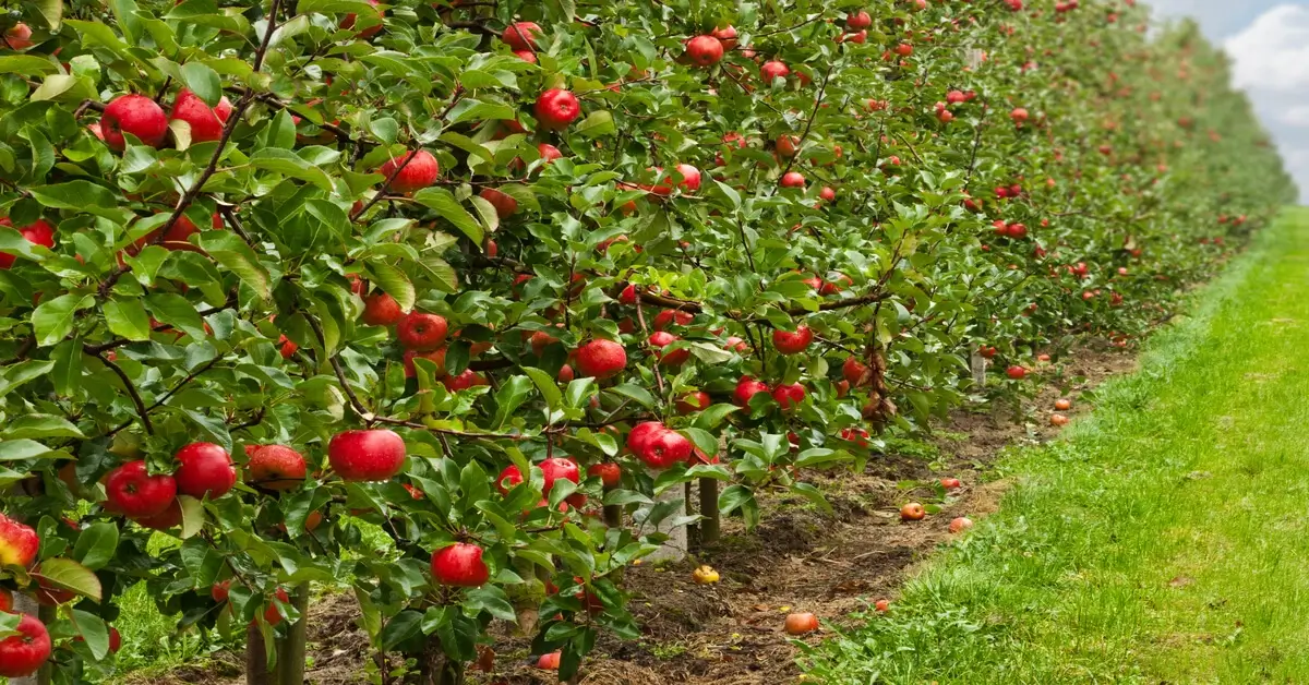 Pomology: The Essential Guide to Growing Fruit Trees and Nuts - GIY Plants