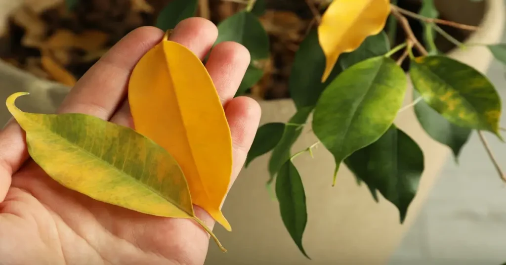 Woman cutting off dead yellow leaves from houseplant.