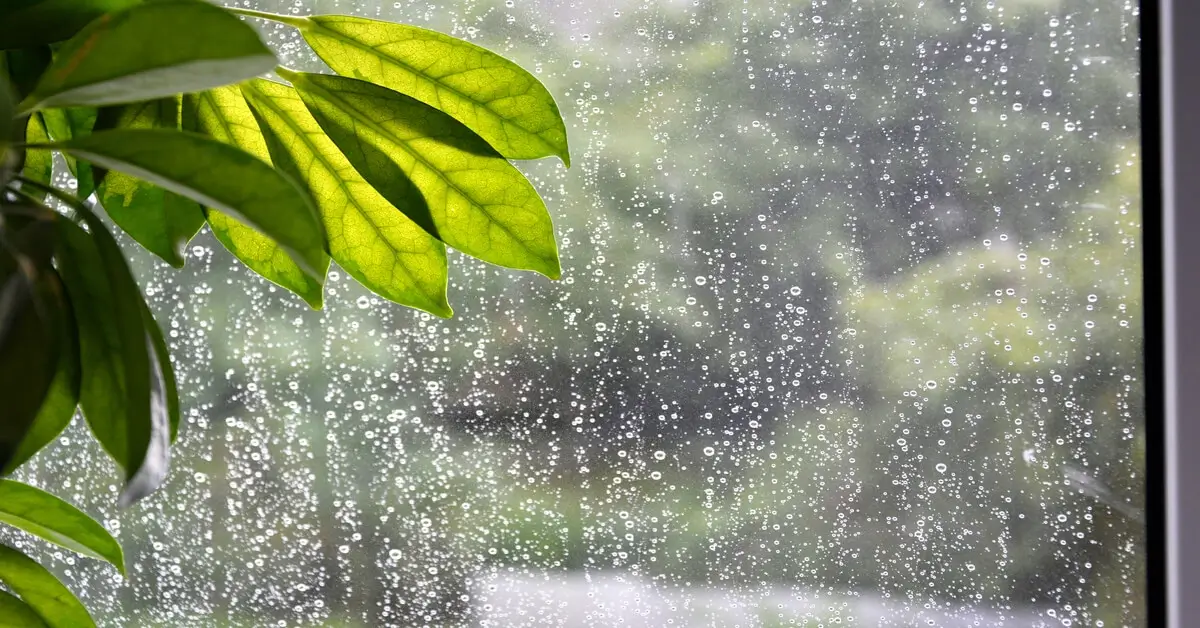 Houseplant sitting in front of window while raining outside.
