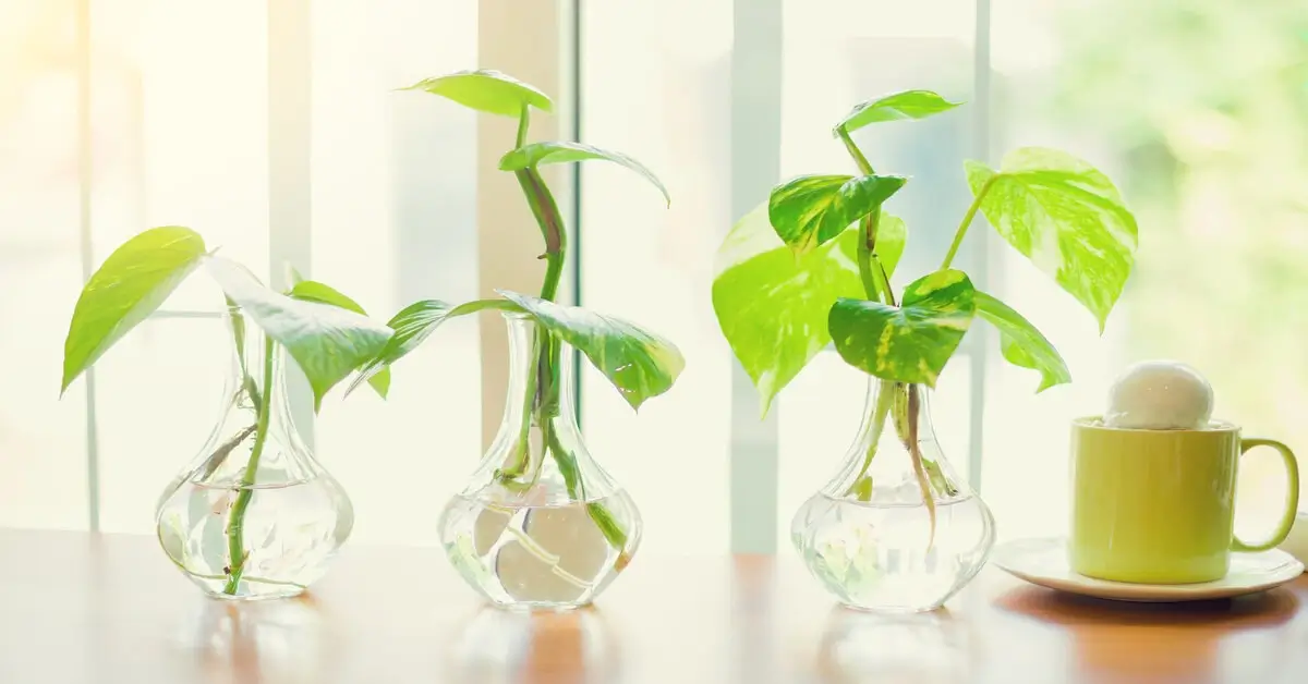 Three glass vases with pothos cuttings growing in them with water.