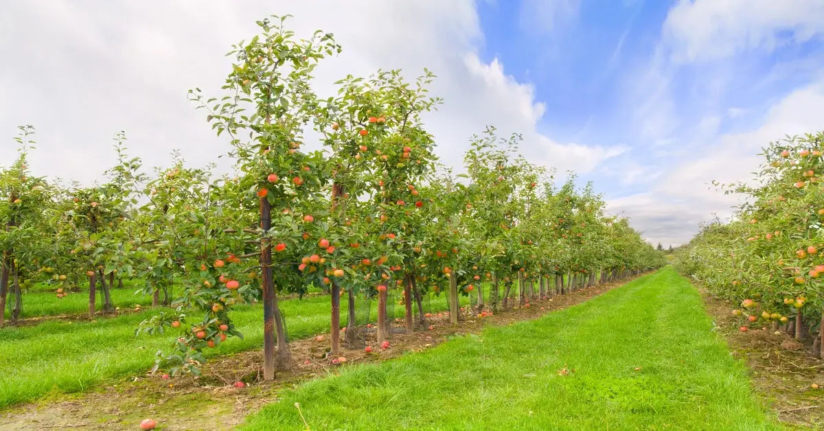 Apple orchard applying pomology principles.