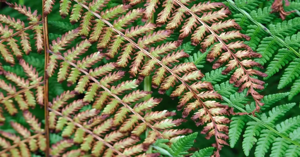 Fern turning brown and crispy.