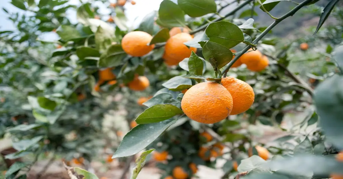 Orange trees growing in a tropical climate full of fruit.