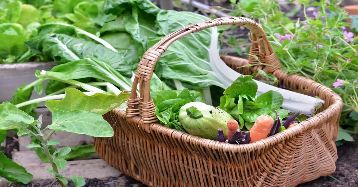 Benefits of moon phase gardening with a wicker basket full of harvested vegetables.
