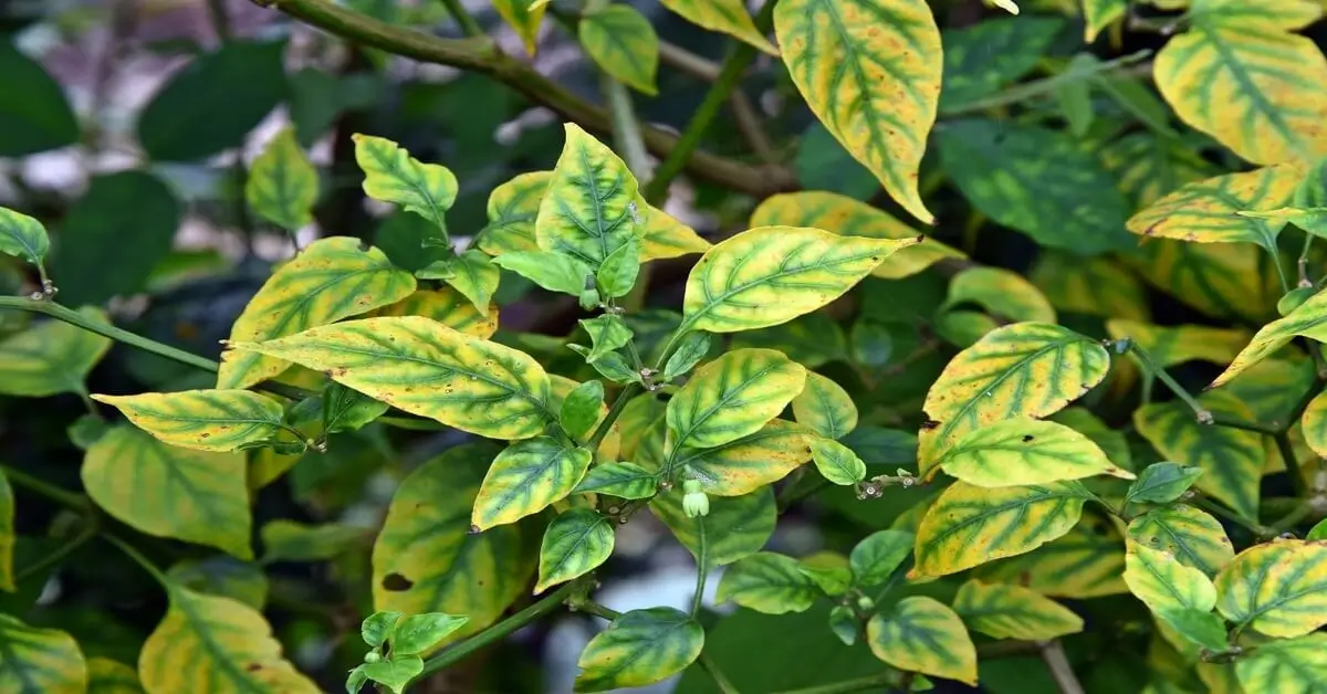 Pepper plant showing a manganese nutrient deficiency in it's leaves.