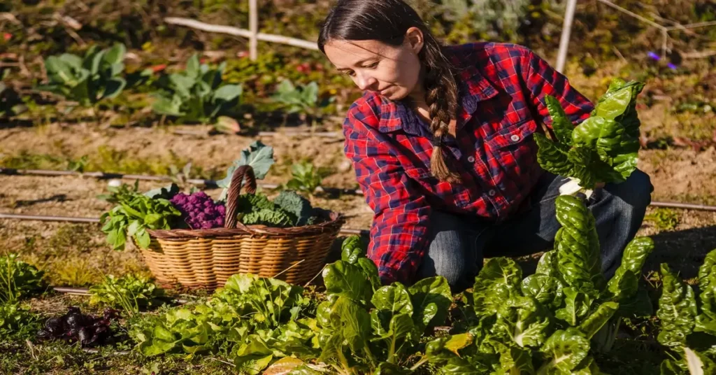 Woman harvesting vegetables from her sustainable garden.
