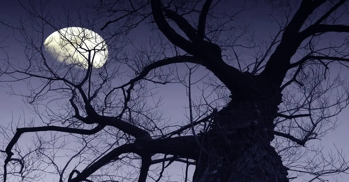 Bright moon at night seen through a tree with no leaves on it.