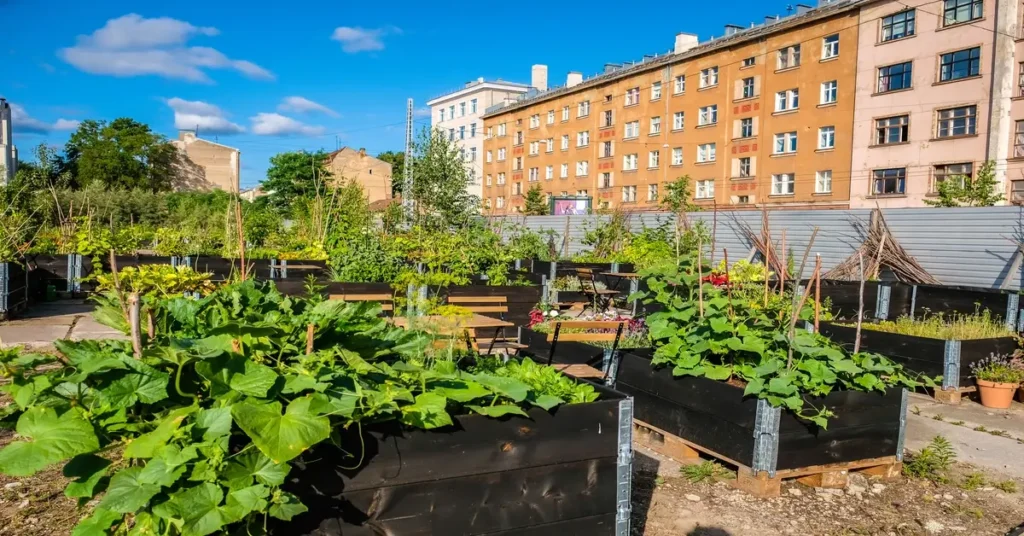 Urban horticulture with raised beds behind apartment buildings.