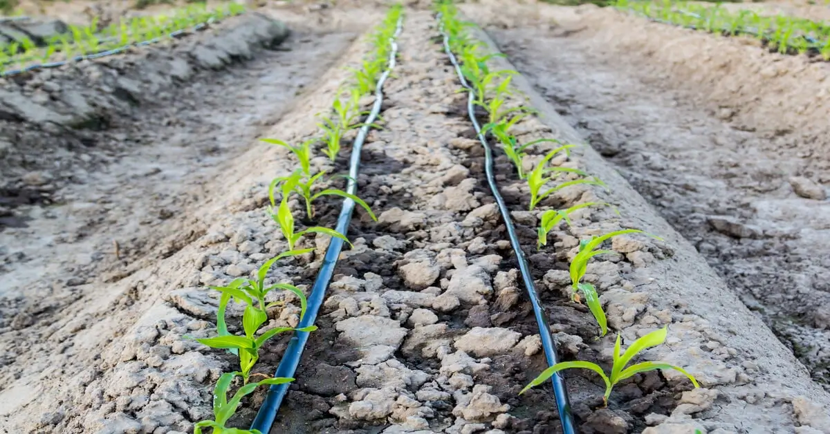 Using drip irrigation to water plants in an effort to conserve water.