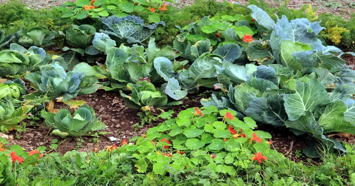 Vegetables growing in a sustainable manner in the garden.