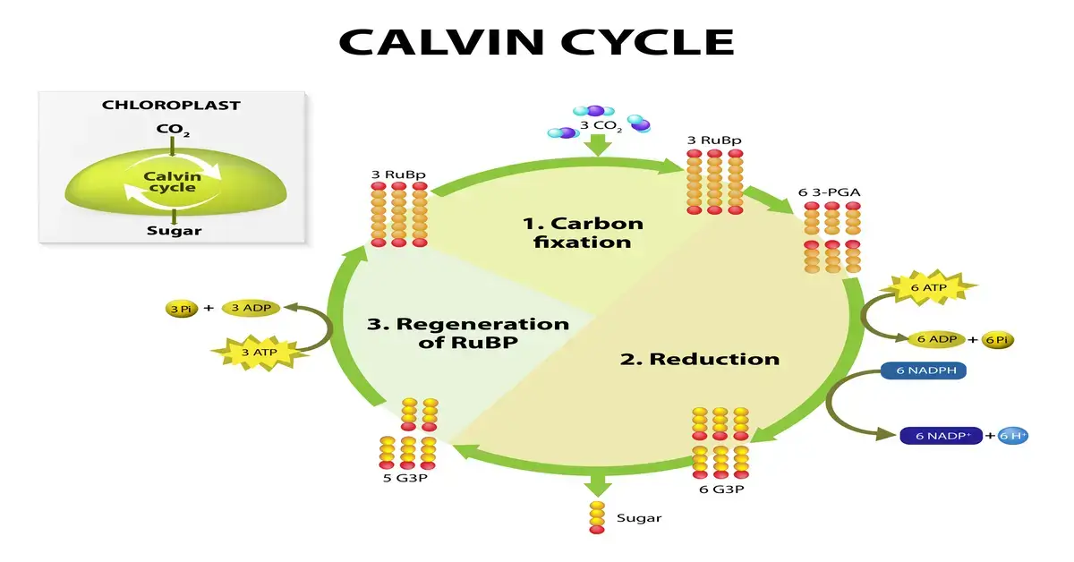 Illustration explaining the Calvin Cycle in Photosynthesis for plants.