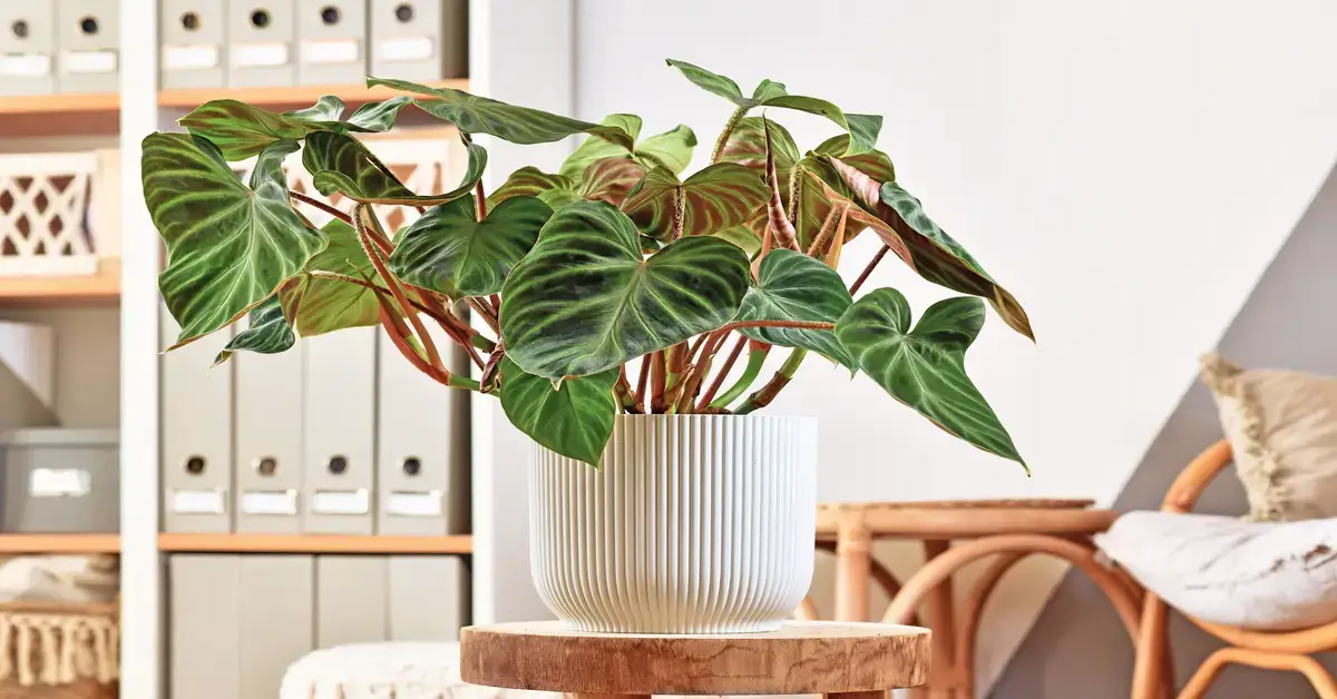 Philodendron Verrucosum in a white pot in living room.