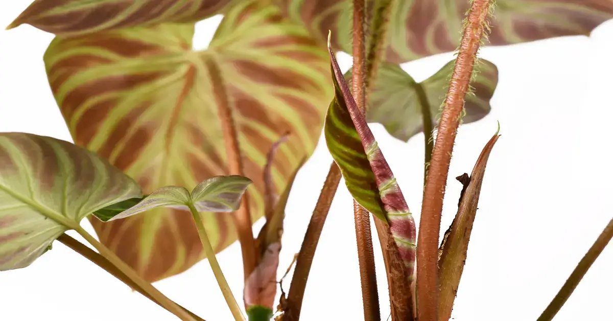 Philodendron Verrucosum plant care guide.