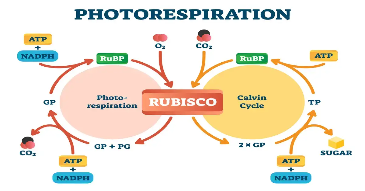 Illustration explaining Photorespiration in plants during photosynthesis.