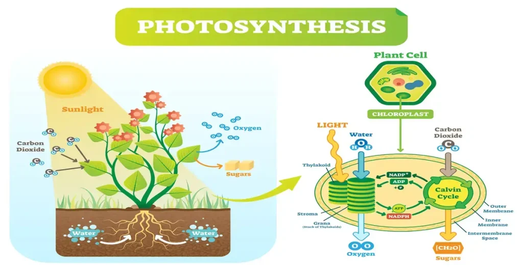 Illustration of the photosynthesis process in plants.