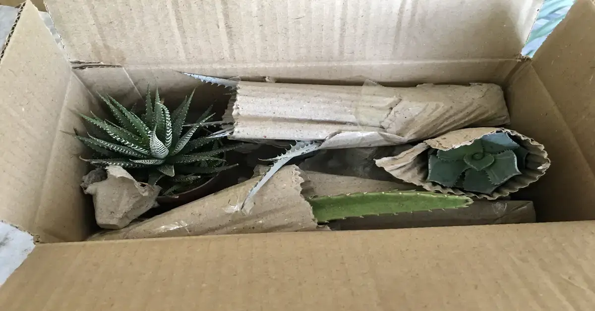 How long can plants survive in the mail.