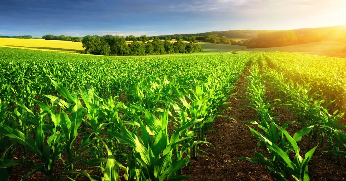 Sunlight shining down on rows of corn in the field.