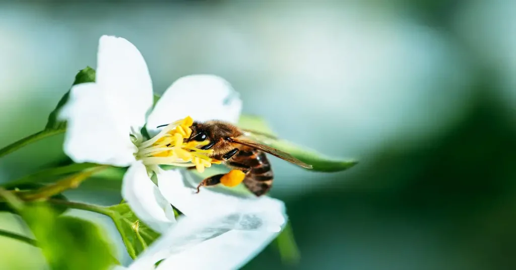 Bee open pollinating a white flower.