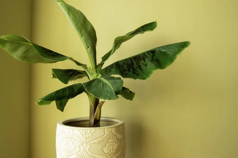 Small banana tree planted in a white ceramic pot.
