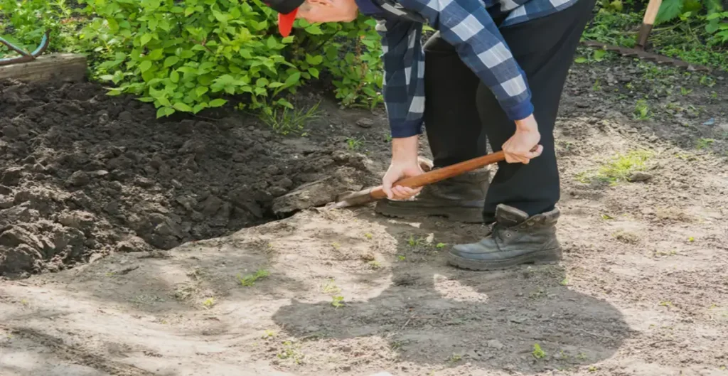 Gardener doing the double digging technique in his garden.