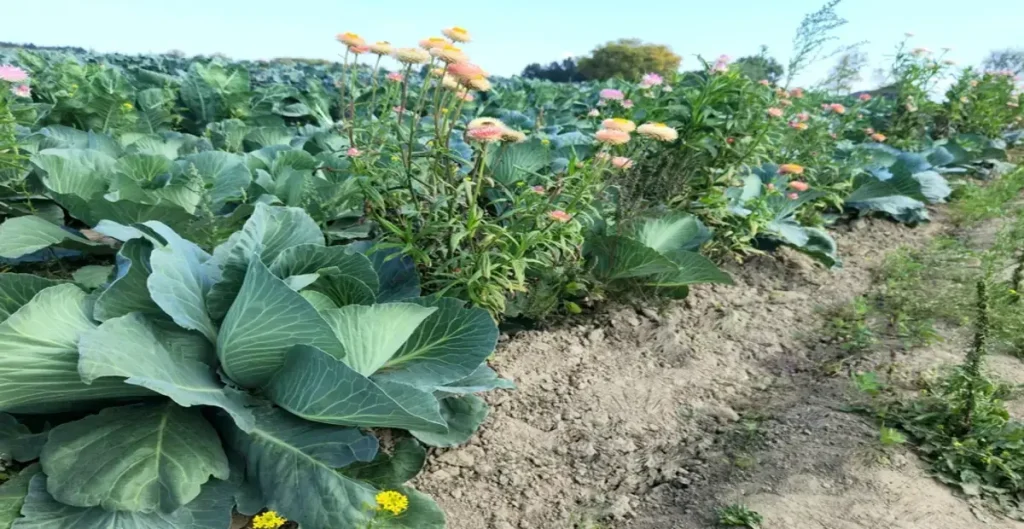 Polyculture gardening with cabbage growing with flowers.