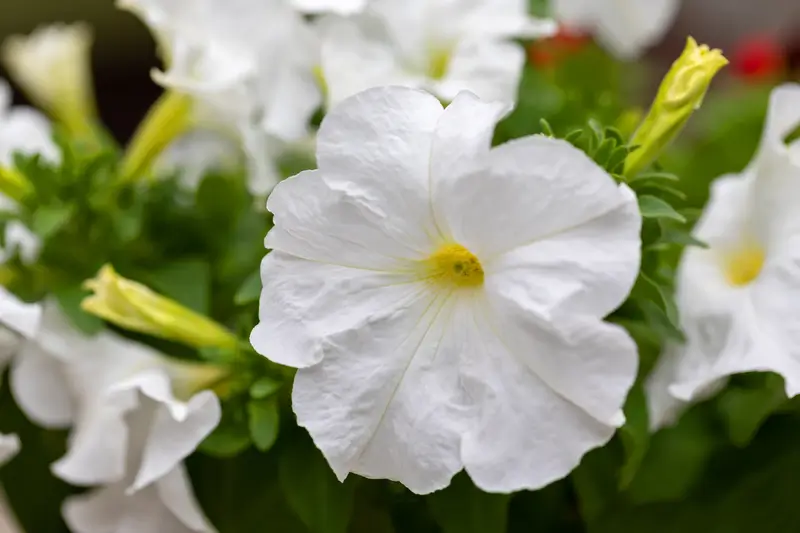 Glow in the dark house plant called Firefly petunia with white flowers.