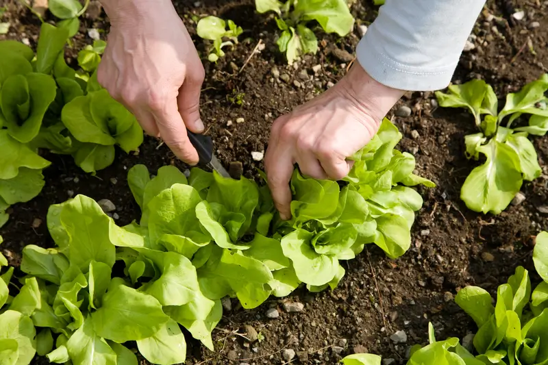 Male gardener harvesting lettuce out of his victory garden.